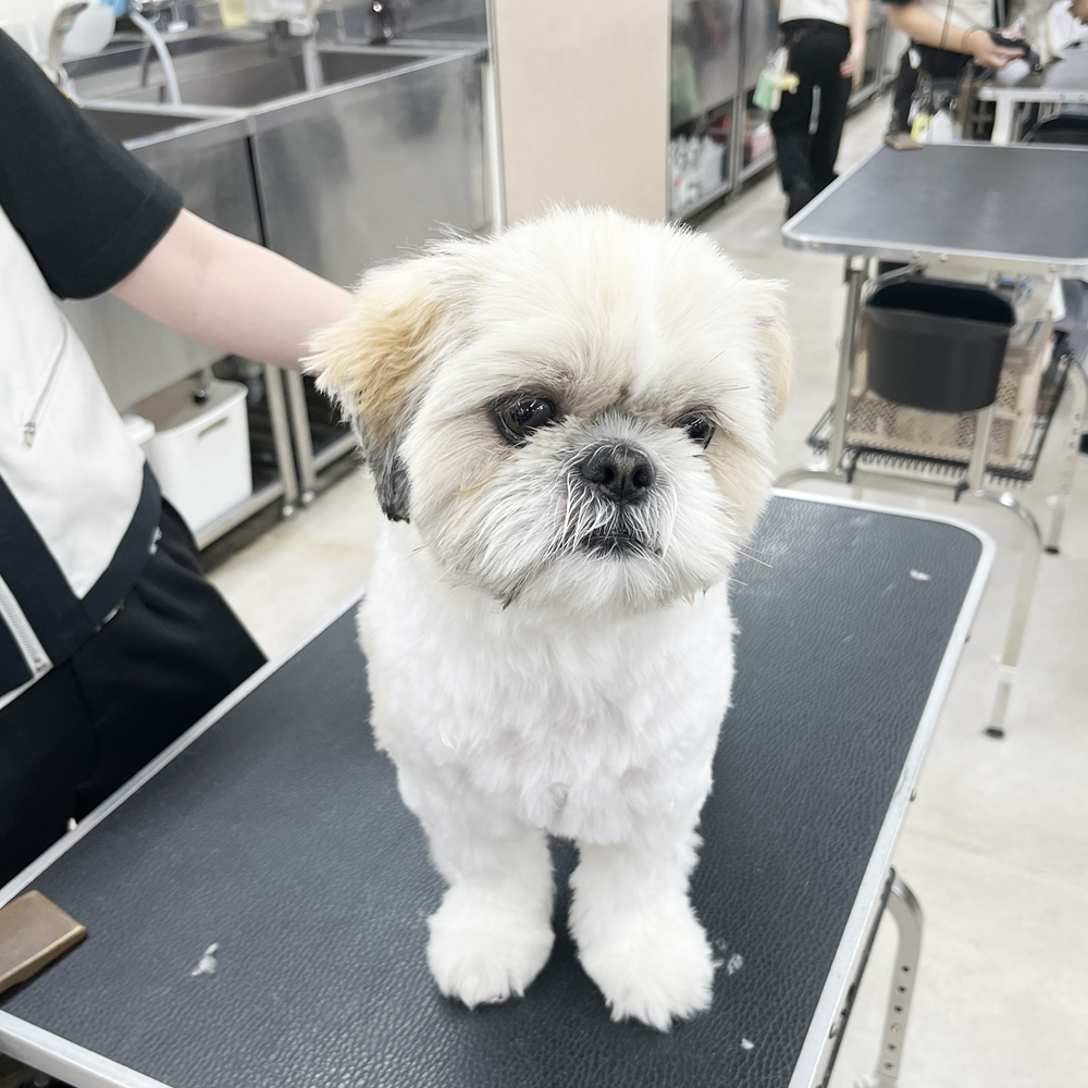 ２年生はお客様の愛犬をトリミング♪②
